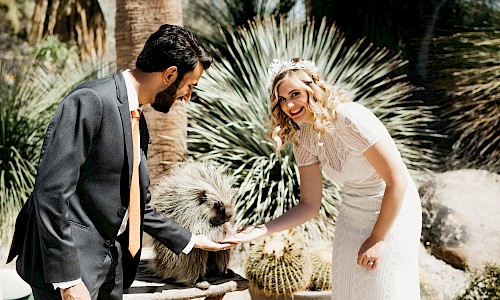 Animal encounters allow a hedgehog to give your congratulations on your wedding day.