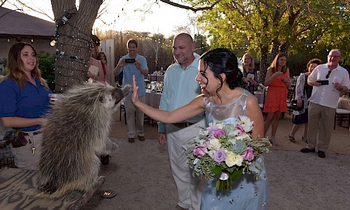 Animal encounter liven up the wedding reception.