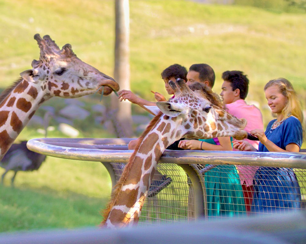 Explore the variety of things to do when visiting The Living Desert Zoo and Gardens.