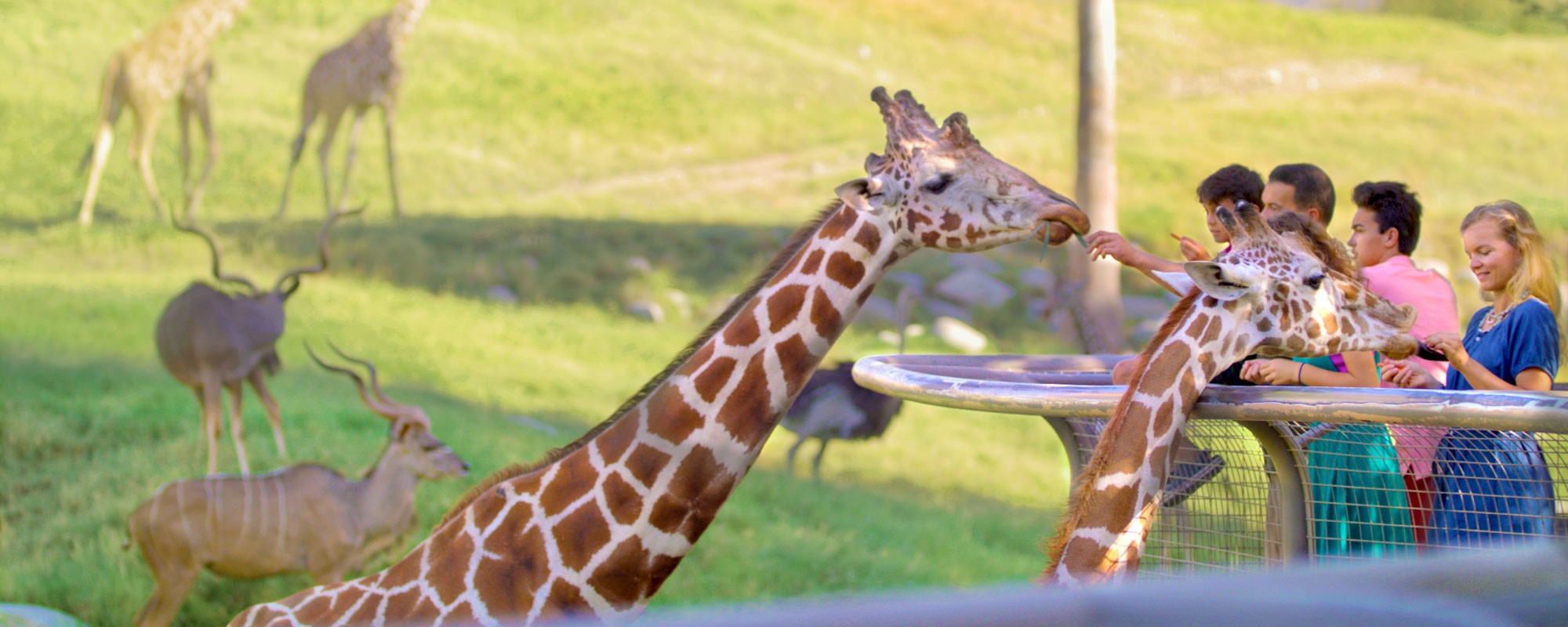 Explore the variety of things to do when visiting The Living Desert Zoo and Gardens.