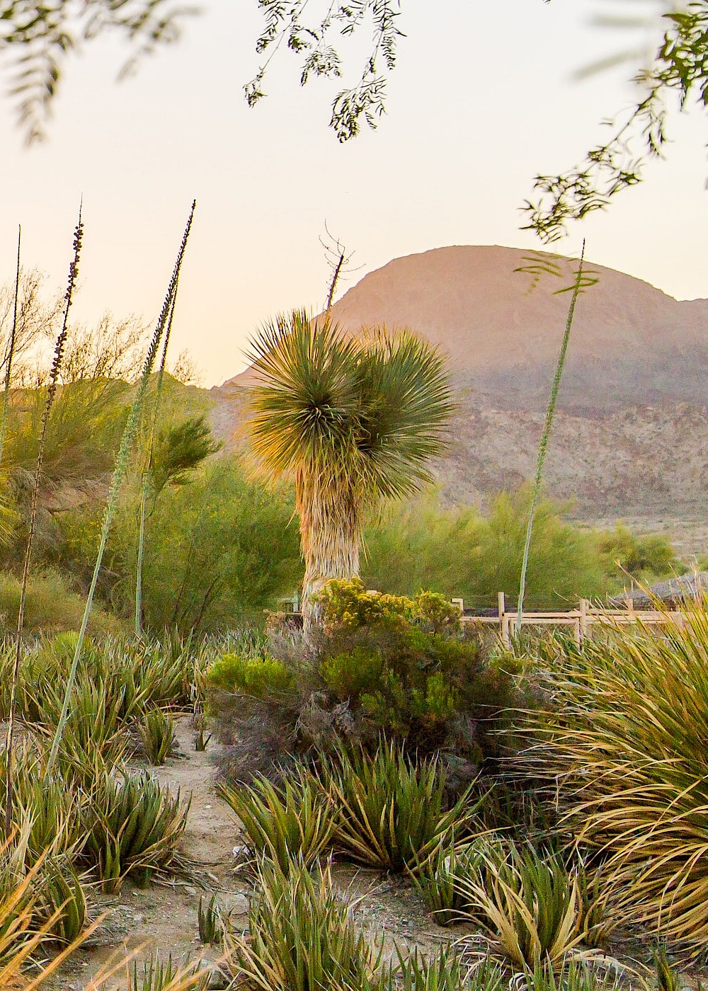 Enjoy beautiful sunsets over the horizon when you visit The Living Desert Zoo and Gardens.