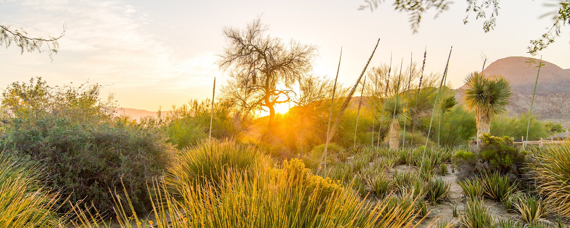 Enjoy beautiful sunsets over the horizon when you visit The Living Desert Zoo and Gardens.