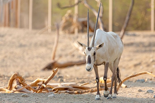 Click to learn more about financial grants and support at The Living Desert Zoo and Gardens.