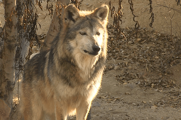 The Mexican wolf would be extinct today if it were not for the species survival program.