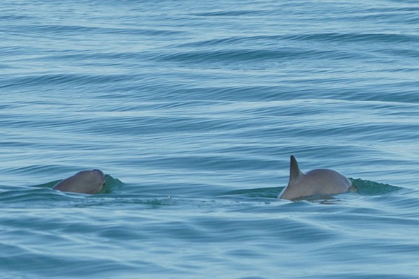 The Living Desert has been involved in vaquita conservation efforts since 2011.