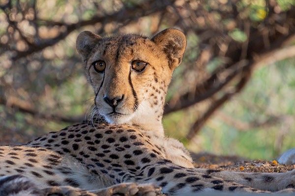 Cheetah Conservation Botswana at The Living Desert Zoo and Gardens.