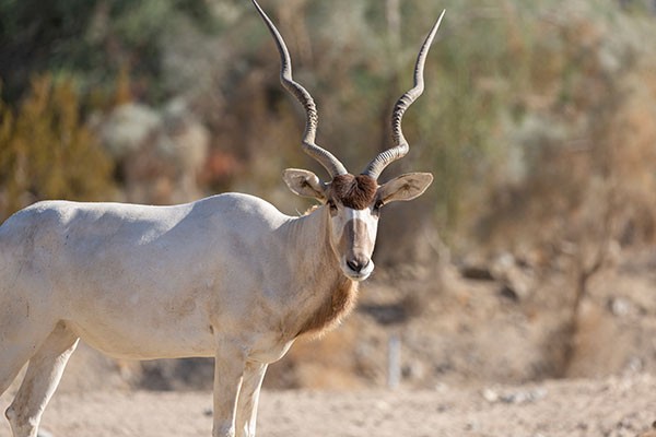 The Living Desert Zoo and Gardens works to conserve and preserve animal populations around the world.