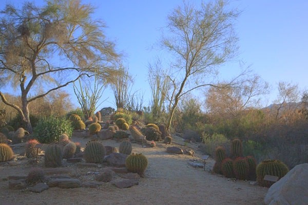 The Living Desert Zoo and Gardens preserves 1,120 acres of undisturbed Sonoran Desert.