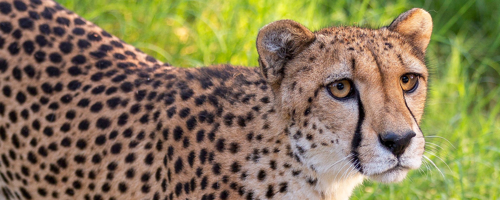 Any animal at The Living Desert can be symbolically adopted including cheetah, zebra, jaguar, giraffe, warthog and many more.