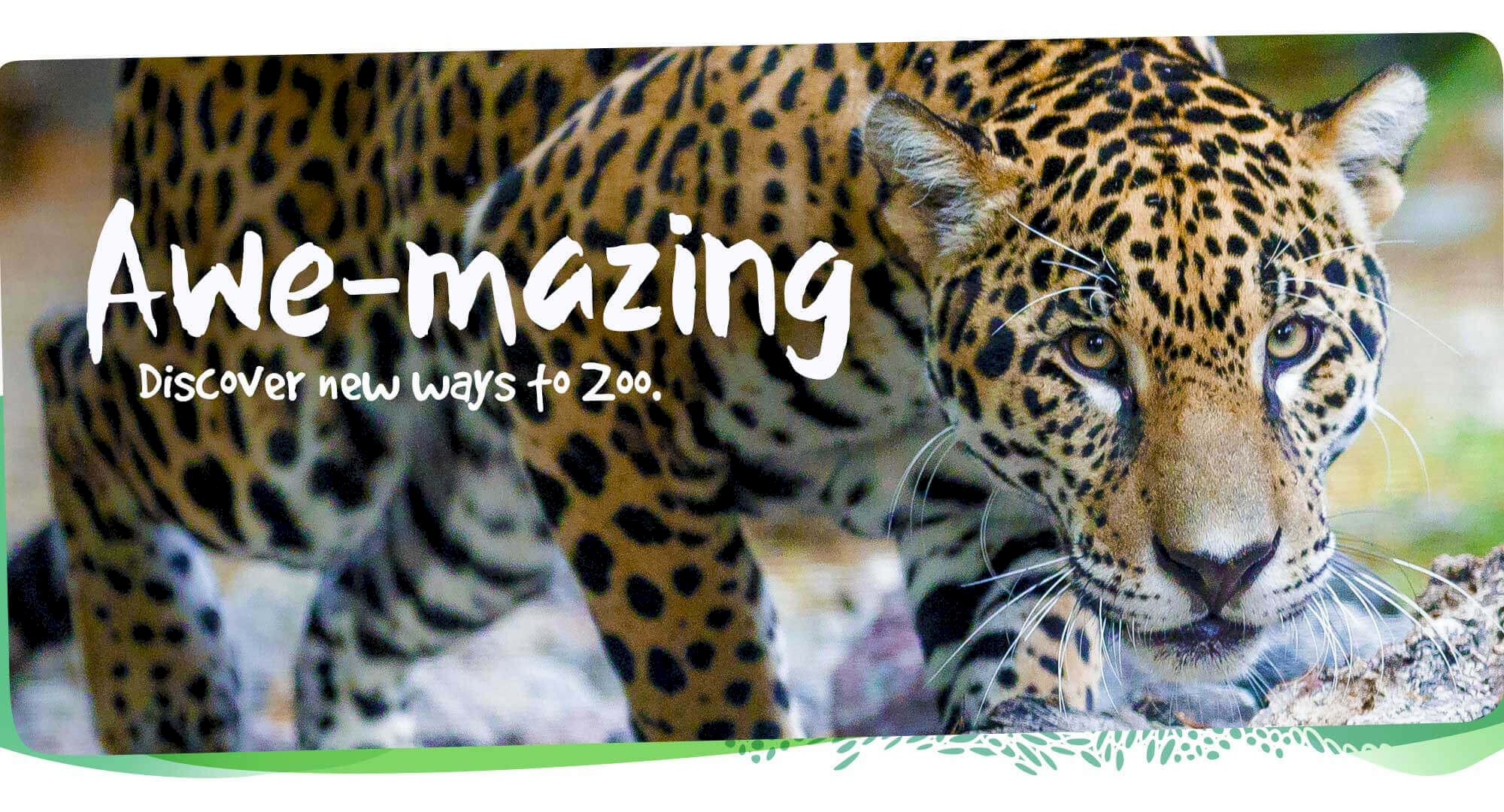 Discover awe-mazing new ways to zoo at The Living Desert Zoo and Gardens. Click for more information.