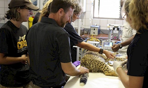 Mike and the CCF team doing exam of the cheetah cub #2.