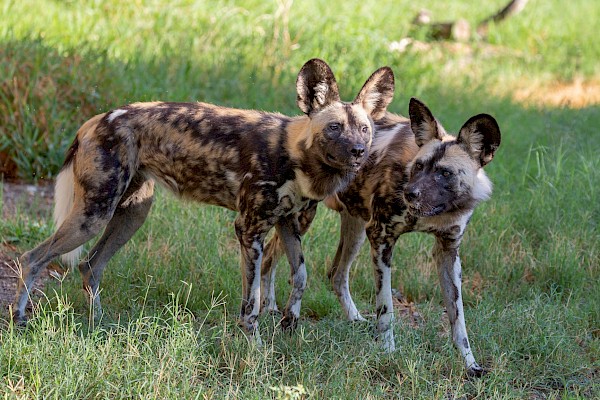 African Wild Dog at The Living Desert Zoo and Gardens. Click to see more.