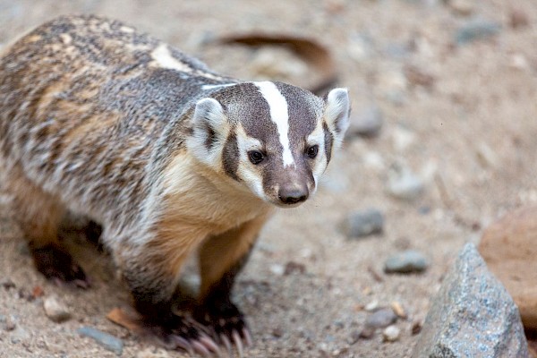 American Badger at The Living Desert Zoo and Gardens. Click to see more.