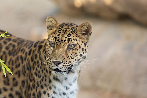 Amur Leopard at The Living Desert Zoo and Gardens. Click here to see more.
