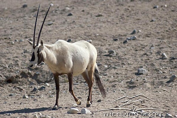 Arabian Oryx at The Living Desert Zoo and Gardens. Click to see more.