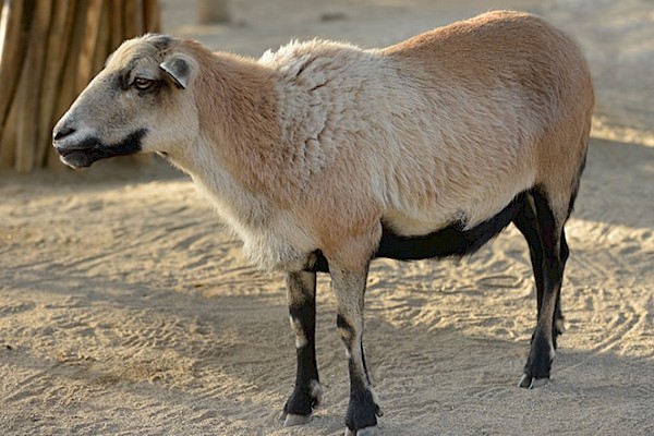 Barbados Blackbelly Sheep at The Living Desert Zoo and Gardens. Click to see more.