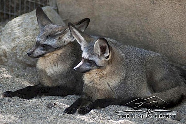 Bat-Eared Fox at The Living Desert Zoo and Gardens. Click to see more.