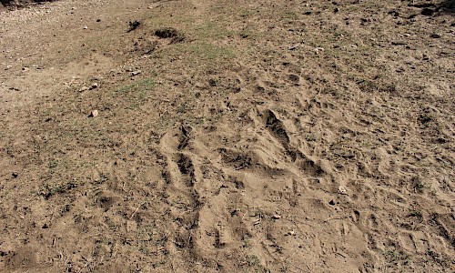 Photo of Giraffe tracks.