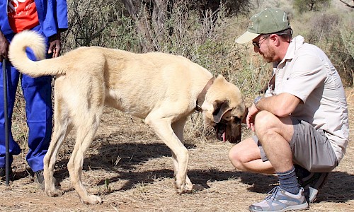 Livestock Guarding Dogs help Namibian farmers protect their farms.