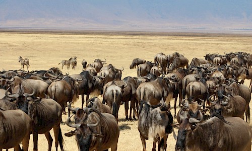Wildebeest herd at the Ngorongoro Conservation Area.