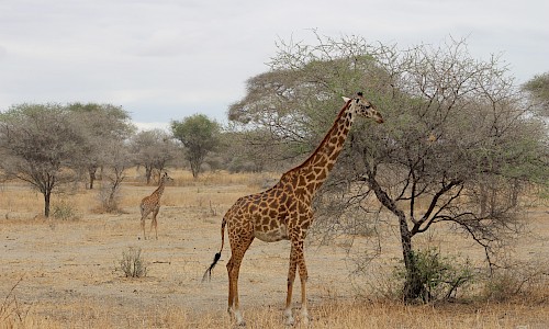 Photo of giraffe.