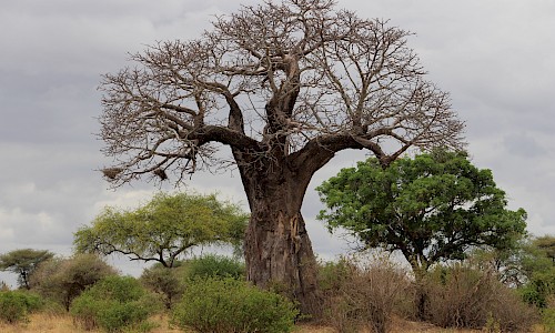 Baobab tree, known as the Tree of Life.
