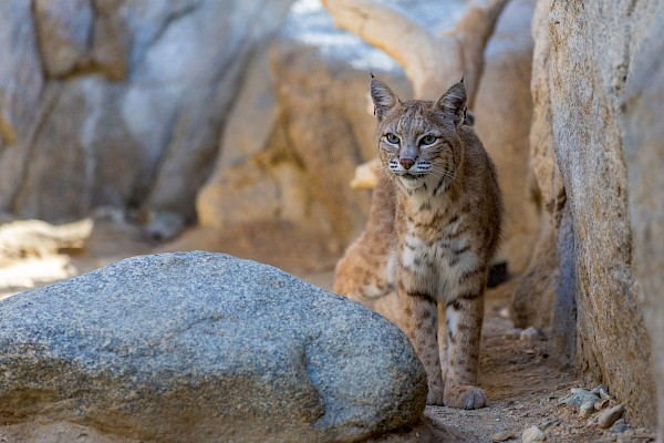 Bobcat at The Living Desert Zoo and Gardens. Click to see more.