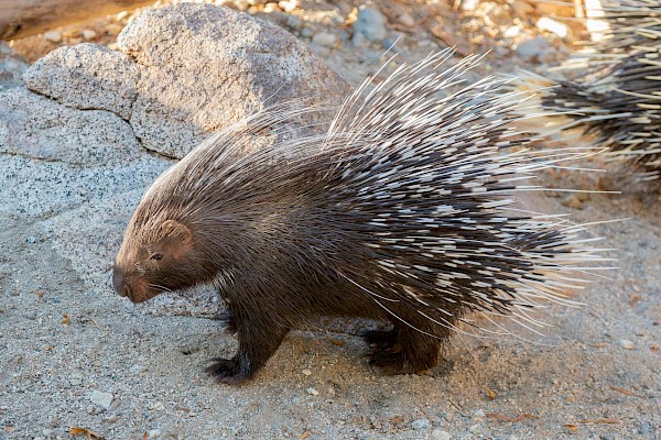 Cape Porcupine at The Living Desert Zoo and Gardens. Click to see more.