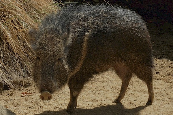 Chacoan Peccary at The Living Desert Zoo and Gardens. Click to see more.