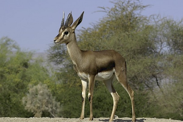 Cuvier's Gazelle at The Living Desert Zoo and Gardens. Click to see more.