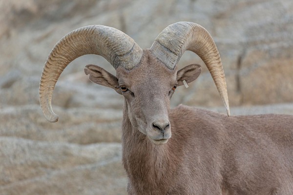 Desert Bighorn Sheep at The Living Desert Zoo and Gardens. Click to see more.