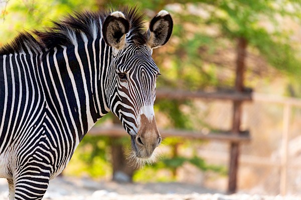 Grevy's Zebra at The Living Desert Zoo and Gardens. Click to see more.