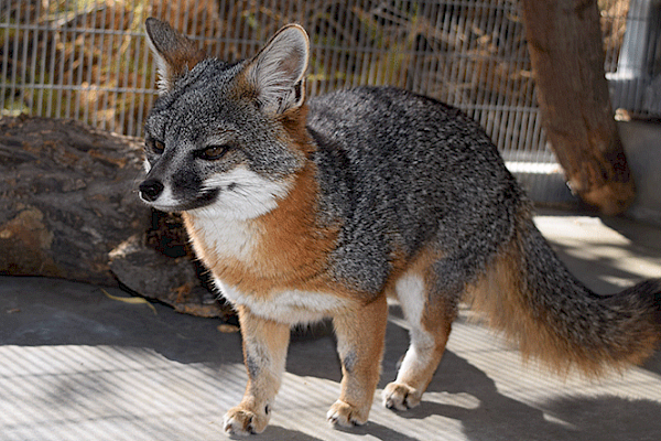 Island Fox at The Living Desert Zoo and Gardens. Click to see more.