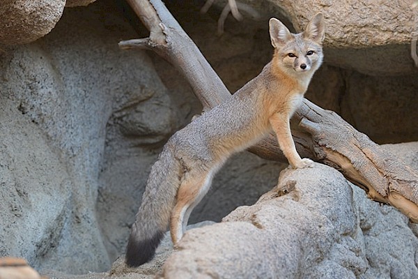 Kit Fox at The Living Desert Zoo and Gardens. Click to see more.