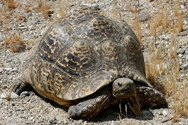 Leopard Tortoise at The Living Desert Zoo and Gardens. Click to see more.