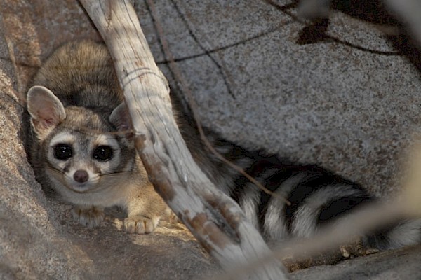 Ringtail at The Living Desert Zoo and Gardens. Click to see more.