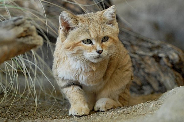 Sand Cat at The Living Desert Zoo and Gardens. Click to see more.