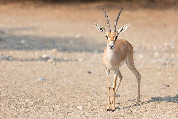 Slender-horned Gazelle at The Living Desert Zoo and Gardens. Click to see more.