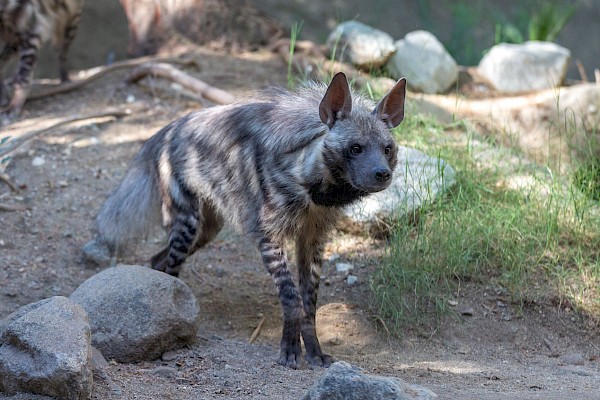 Striped Hyena at The Living Desert Zoo and Gardens. Click to see more.