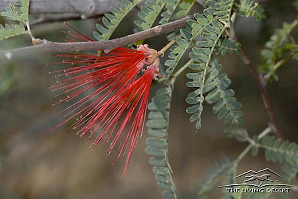 Baja Fairy Duster at The Living Desert Zoo and Gardens. Click to see more.