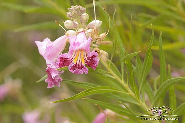 Desert Willow at The Living Desert Zoo and Gardens. Click to see more.