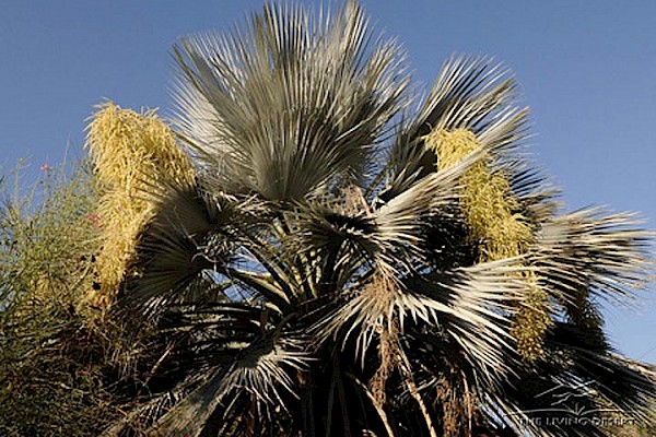 Mexican Blue Palm, Blue Hesper Palm at The Living Desert Zoo and Gardens. Click to see more.