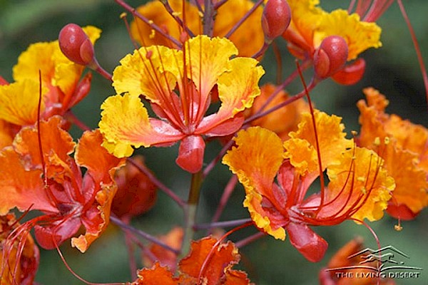 Red Bird of Paradise, Dwarf Poinciana at The Living Desert Zoo and Gardens. Click to see more.
