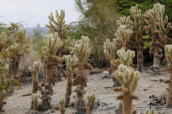 Teddy Bear Cholla, Jumping Cholla at The Living Desert Zoo and Gardens. Click to see more.