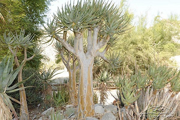 Kokerboom, Quiver Tree at The Living Desert Zoo and Gardens. Click to see more.
