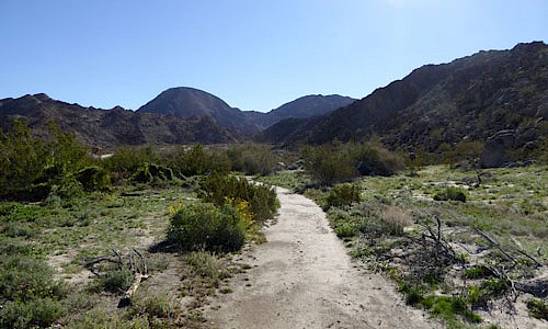 Trails at The Living Desert Zoo and Gardens blooming after the rain season