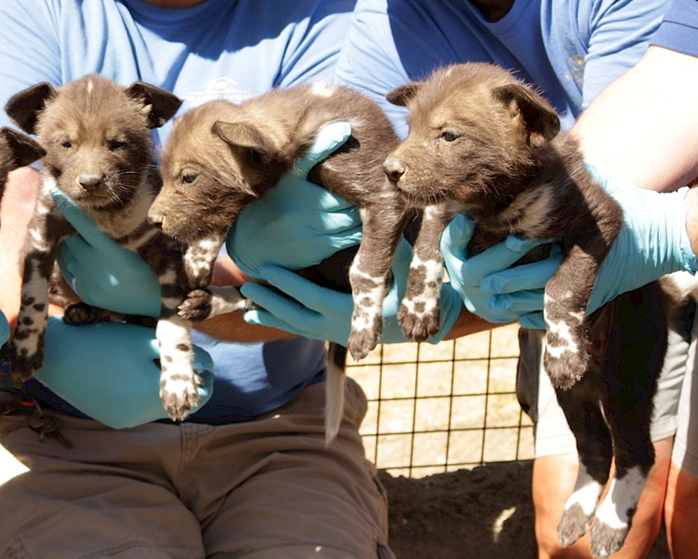 African Wild Dog Puppies at The Living Desert