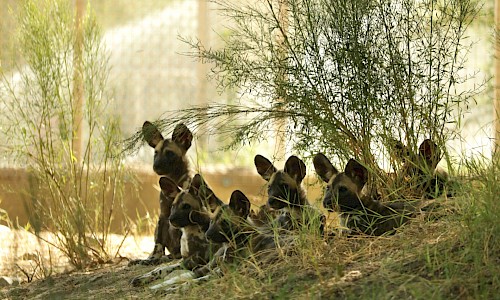 All 6 African Wild Dog puppies