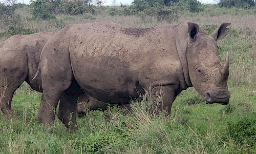 Rhinos at Nairobi National Park in Kenya