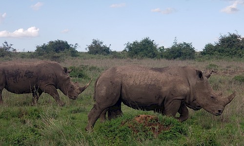 Rhinos which are one of the main focuses of Lewa Conservancy